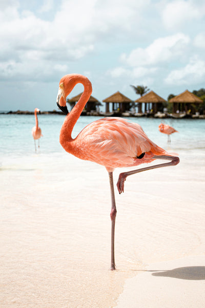 A Pink Flamingo standing in the water on the beach.